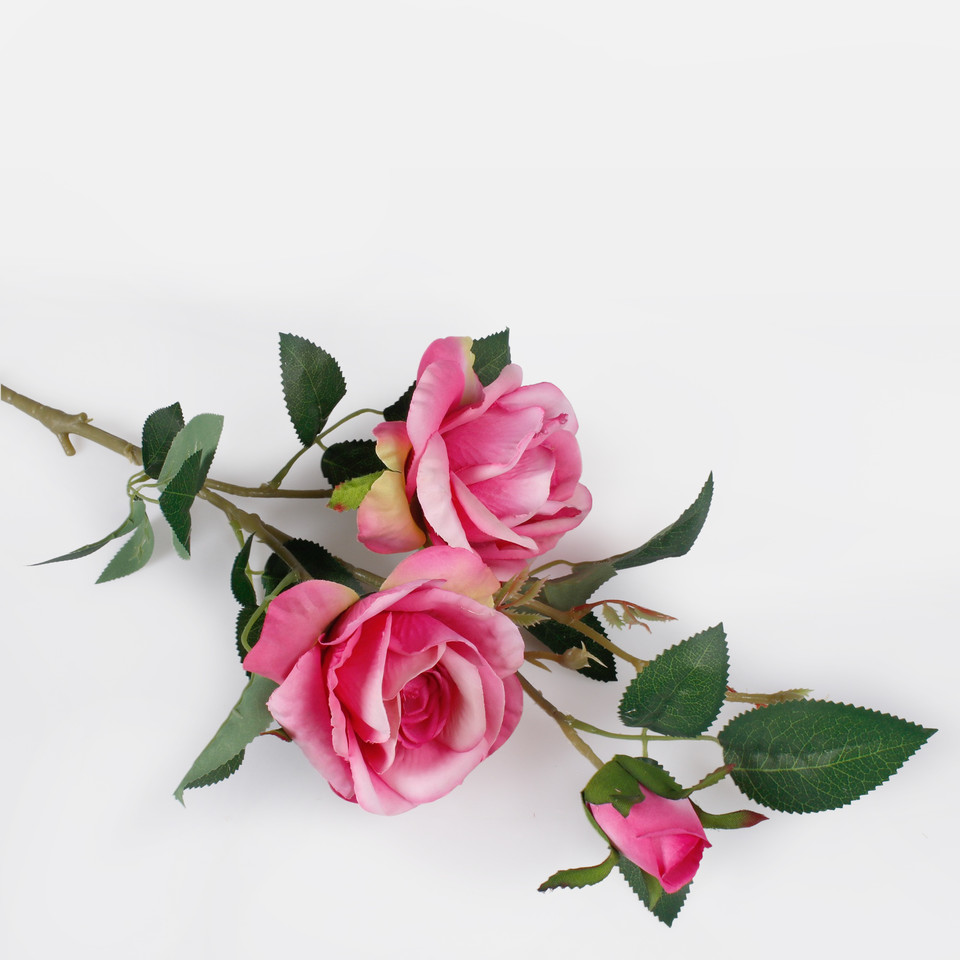 Róża x 3, Dk. Pink L789-05