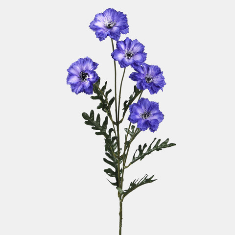 Cornflower x 5 L592