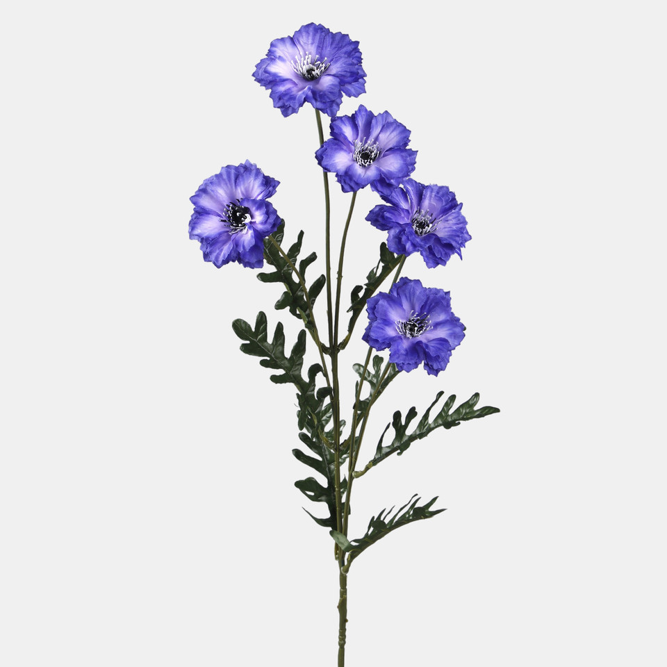 Chaber x 5, Dk. Blue L592-02