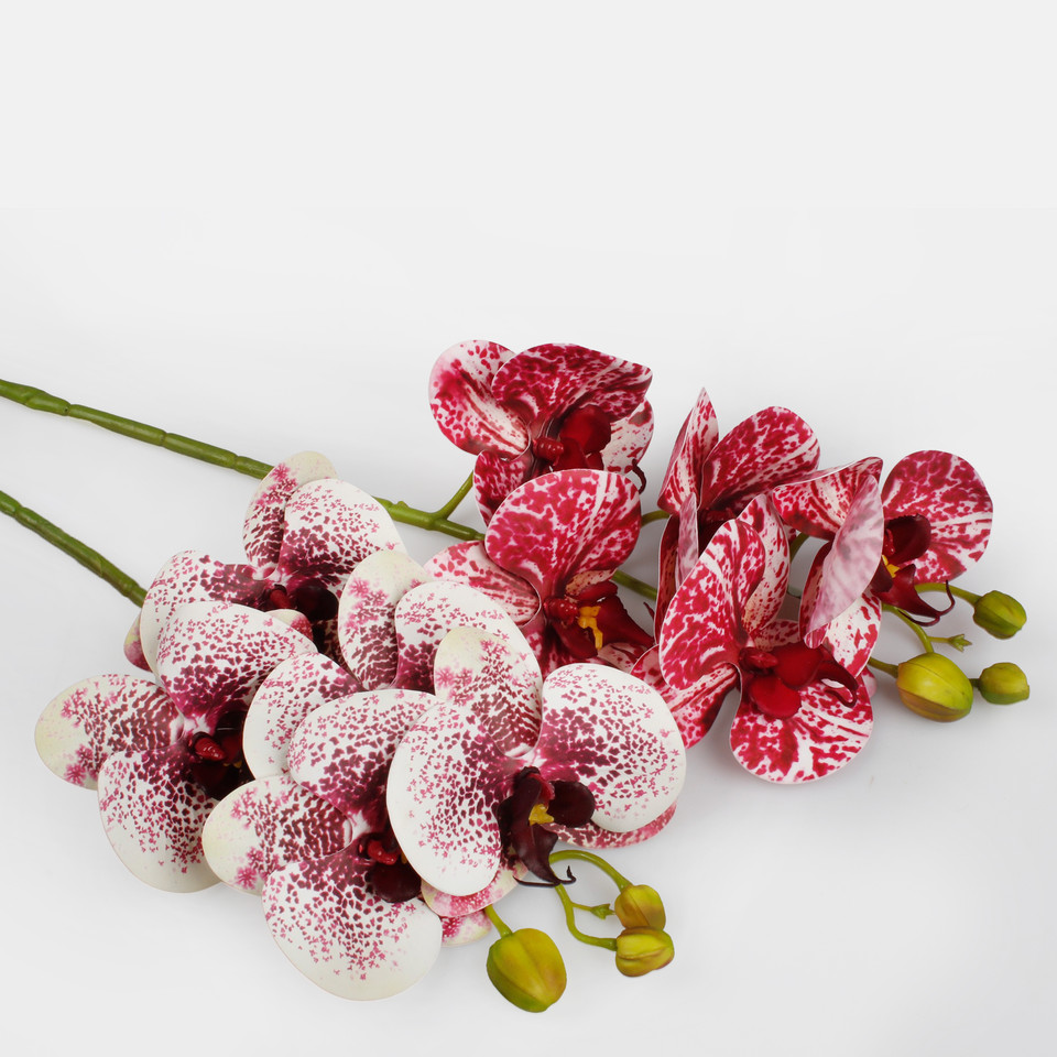 Orchid, White/Burgundy L513L-01