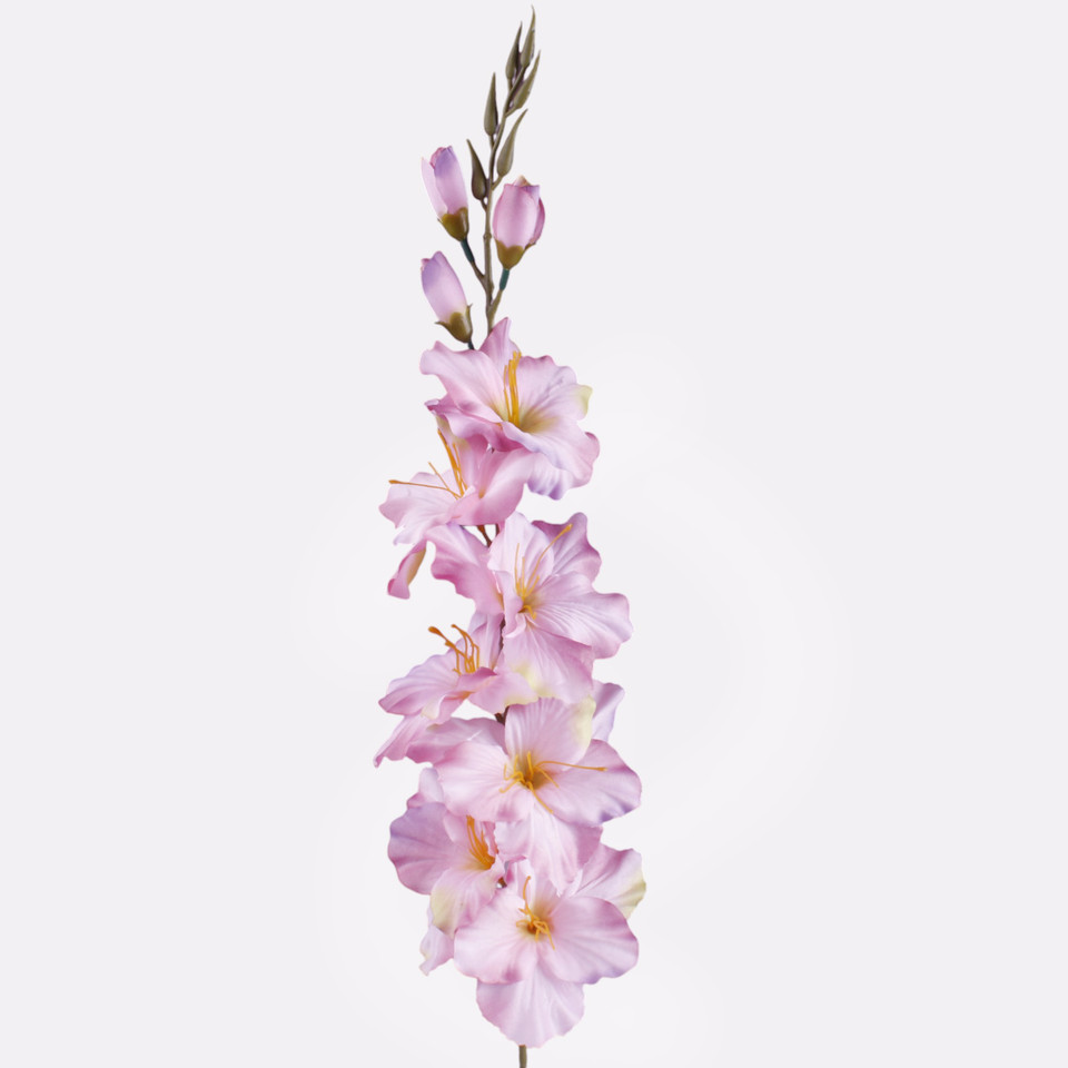 Mieczyk satynowy, Mauve/Green Edge L190A-22