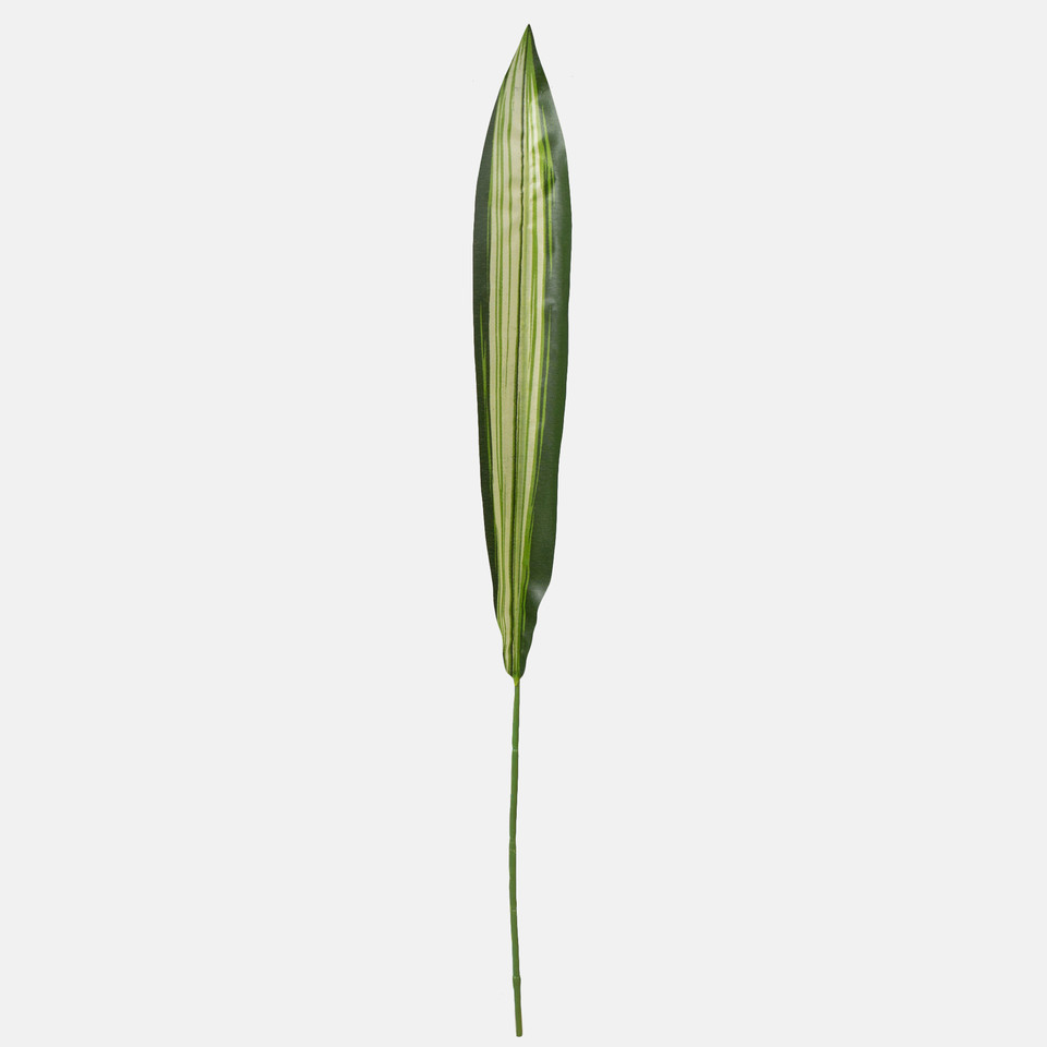 Dracaena leaf, Green A101