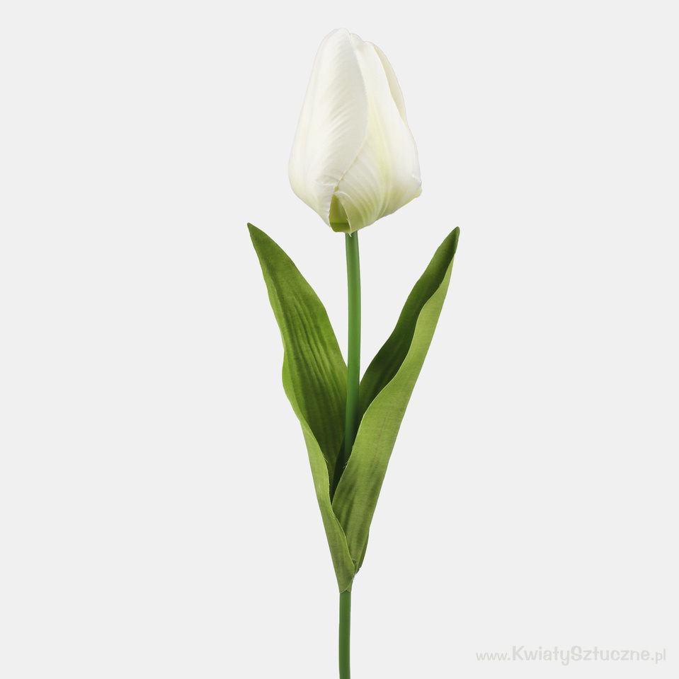 Tulip, Cream L777-03