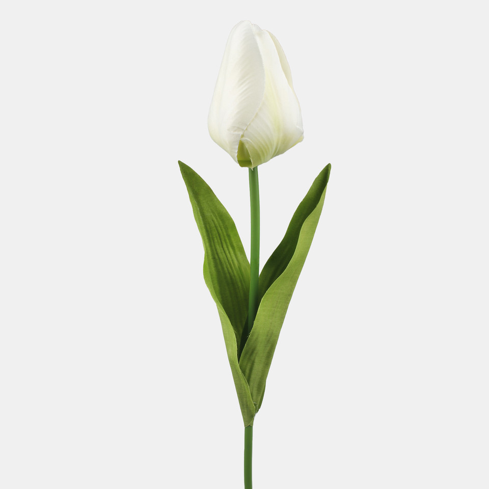 Tulipan, Cream L777-03