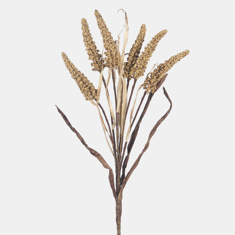 Setaria A769