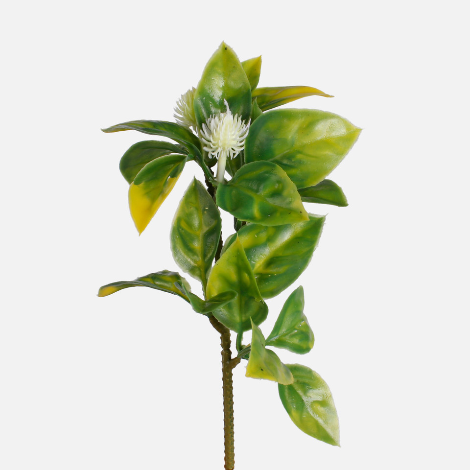 Hoya, Green/Yellow A669-02