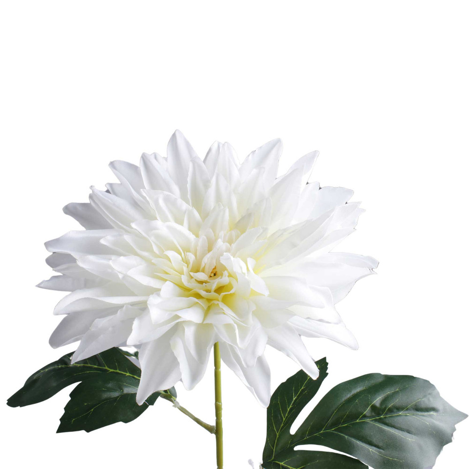 Dalia, White K657-01