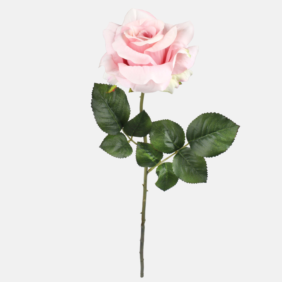 Rose, Pink G491-03