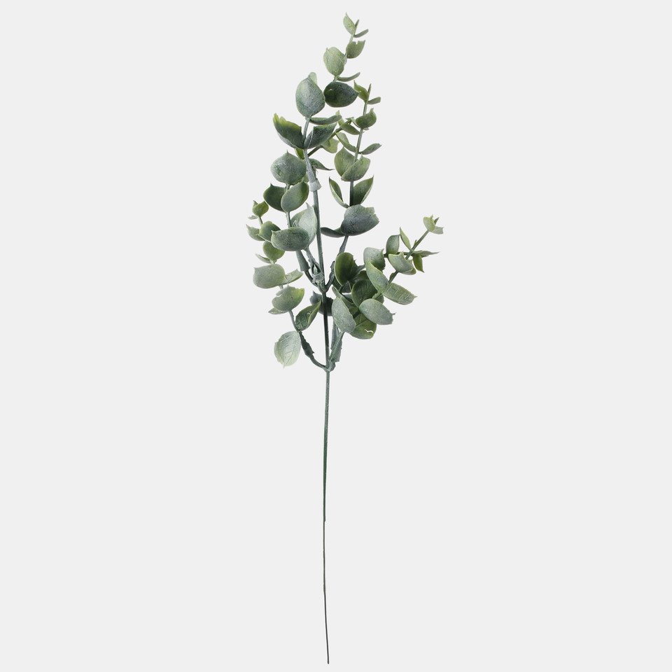 Eucalyptus, Frosty Green A598-03