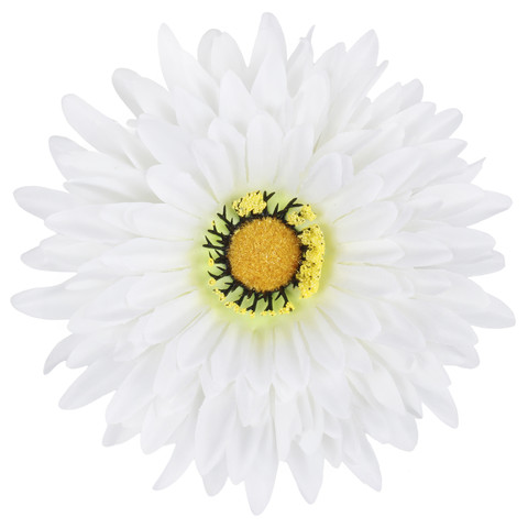 Gerbera, Cream/Green W539-02