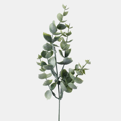 Eucalyptus A598