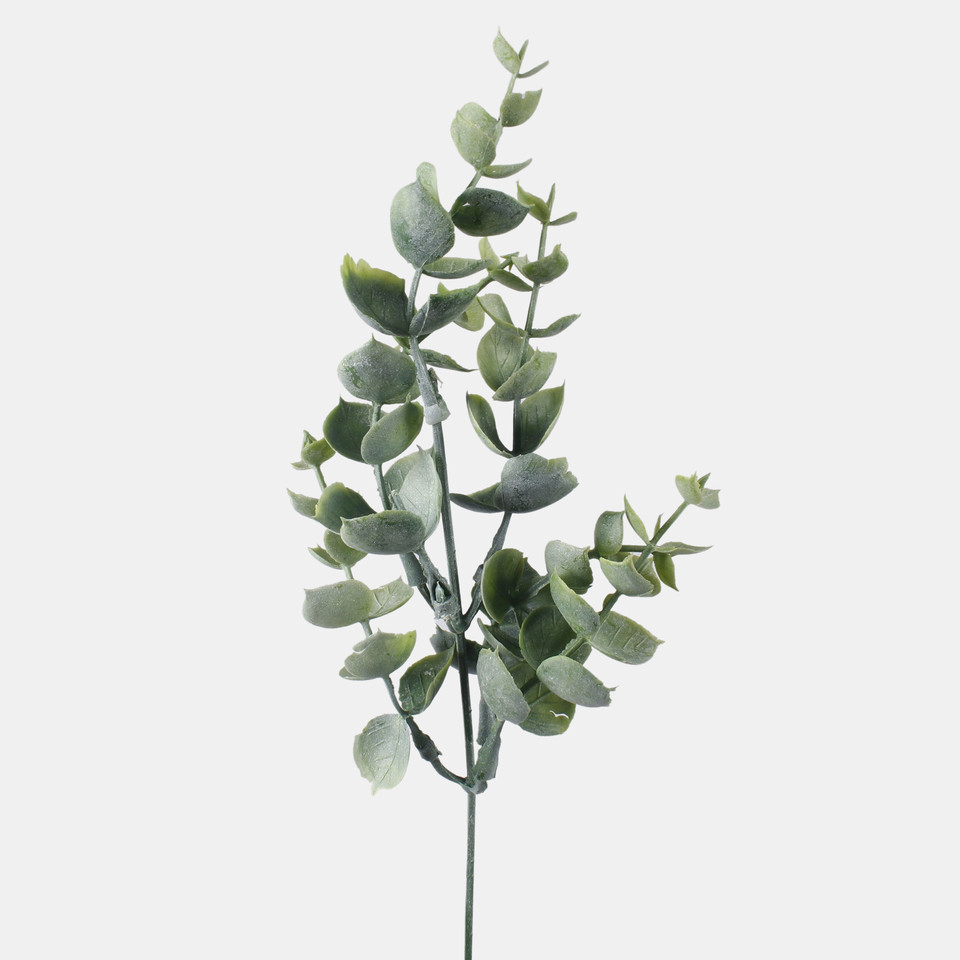 Eucalyptus, Frosty Green A598-03