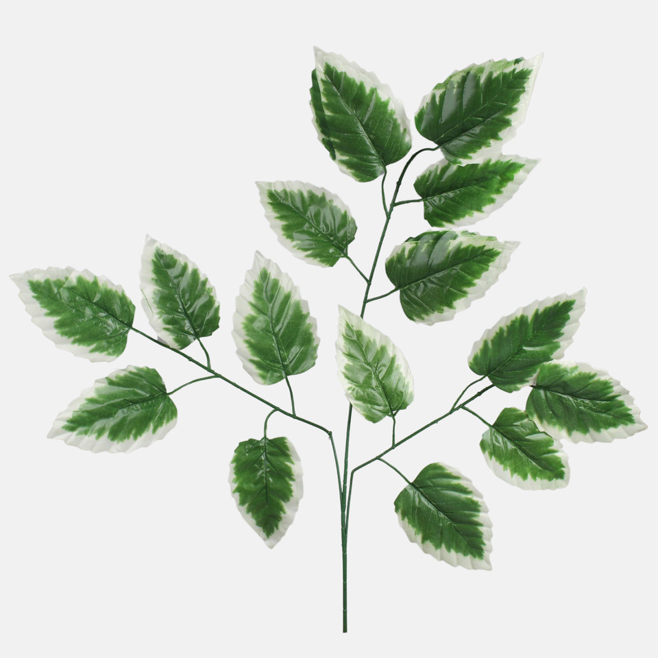 Elm, Green/Cream Edge F233-01