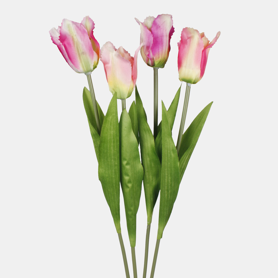 Tulipan, Purple G498-04