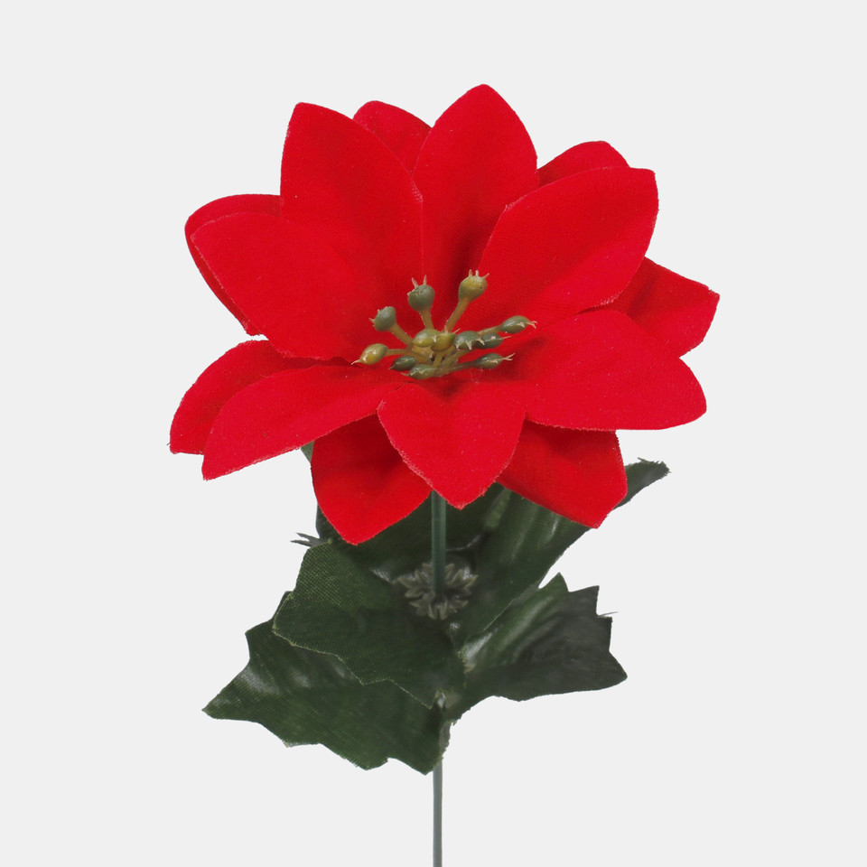 Poinsettia, Red G458S-01