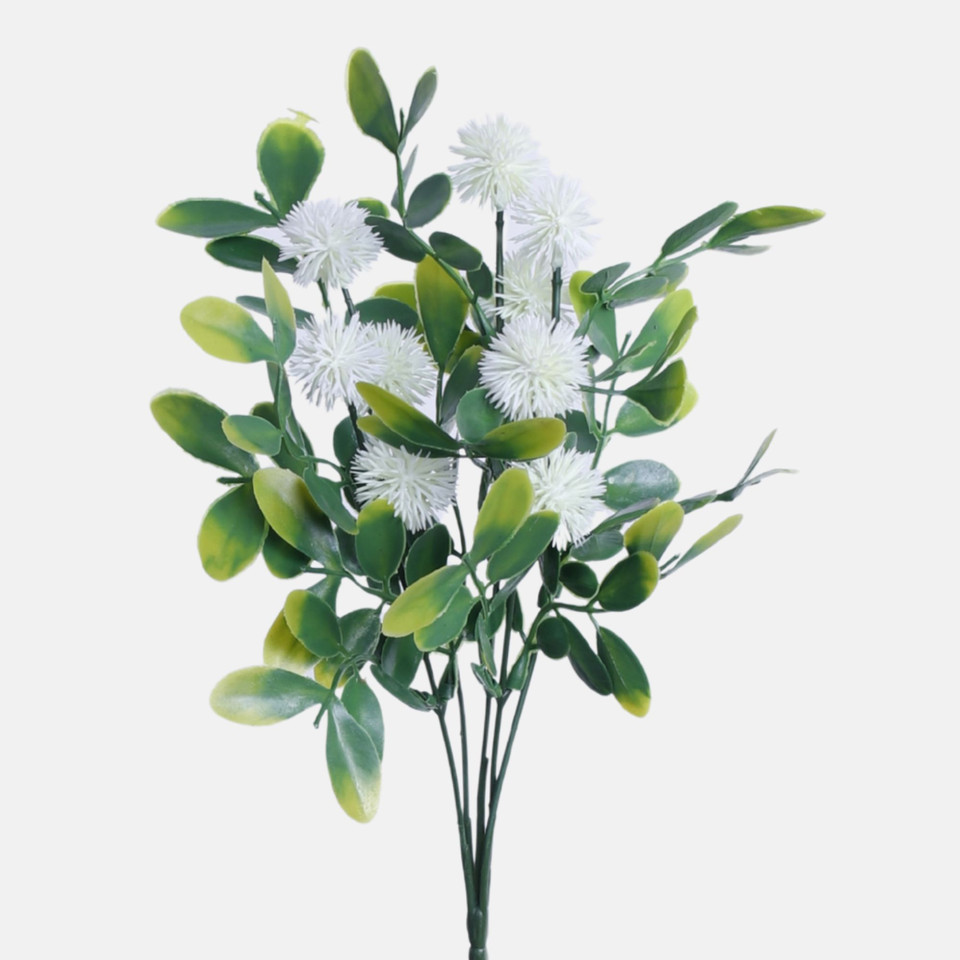 Osty, White BR893-01