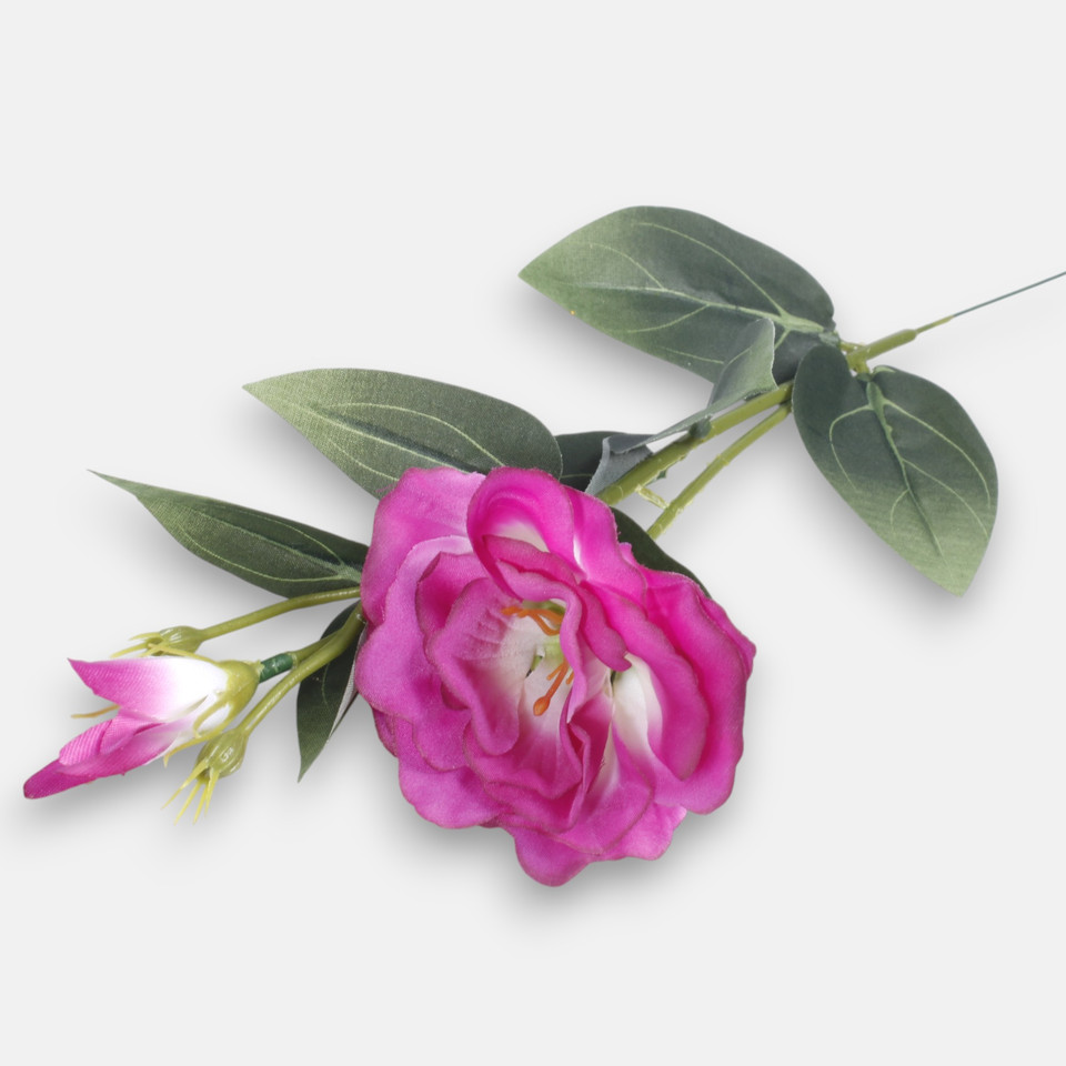 Eustoma, Beauty G426-08