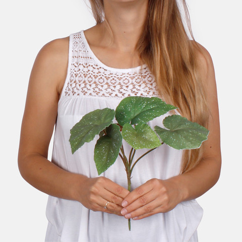 Begonia Z091LG (Wielkość artykułu)