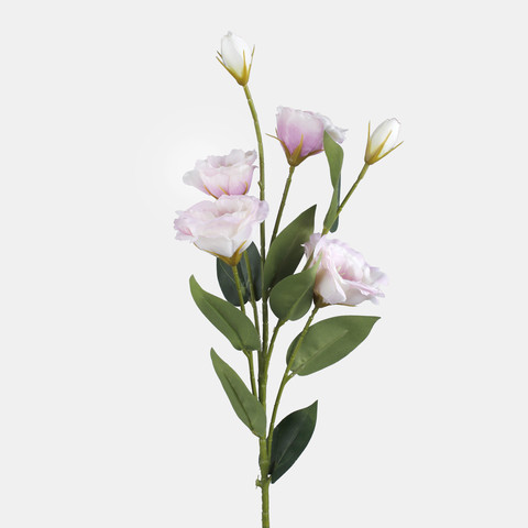 Lisianthus L771