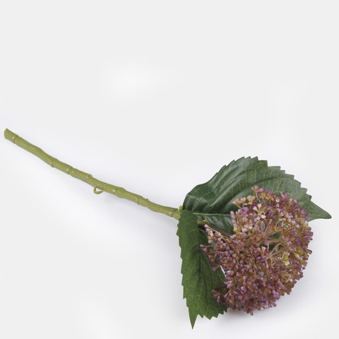Hydrangea, Violet G459-04