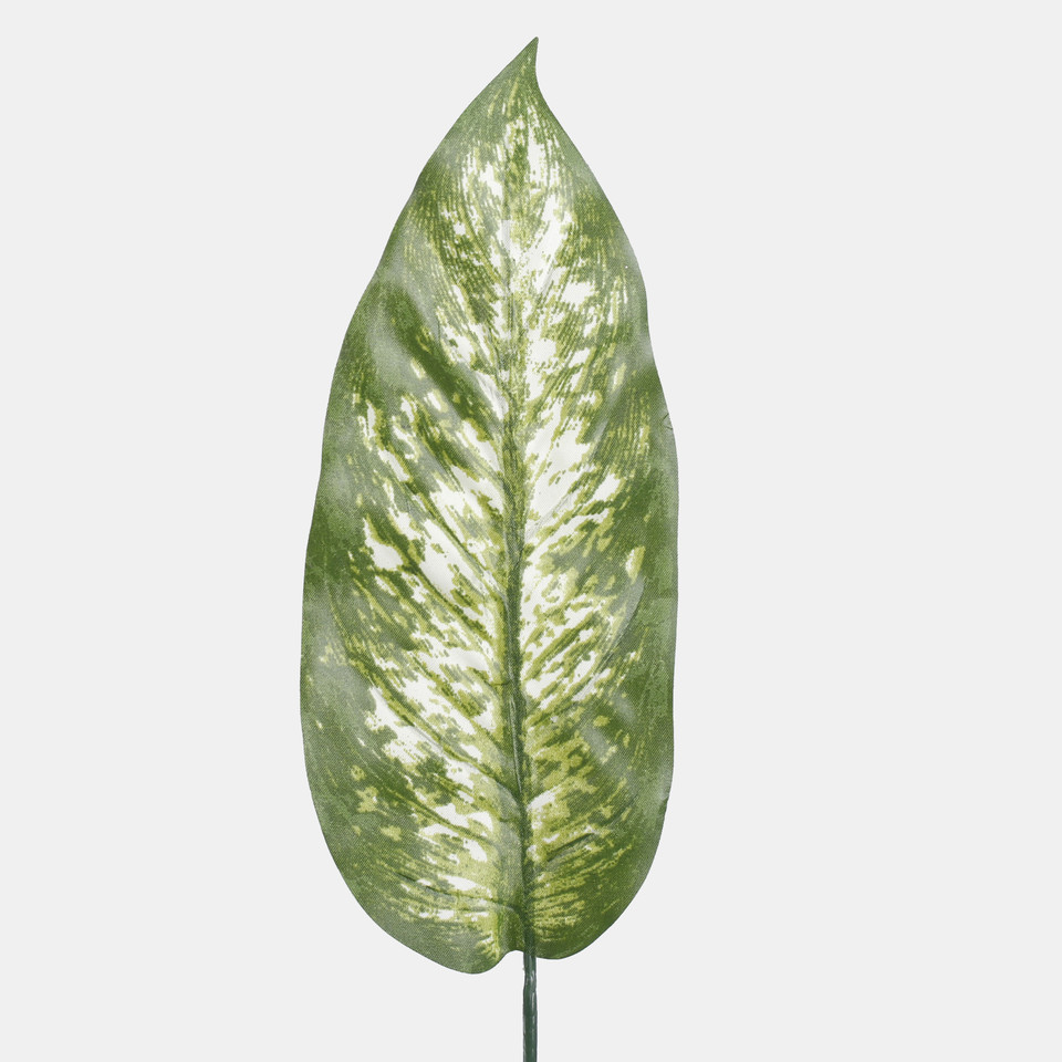 Dieffenbachia leaf, Green A305