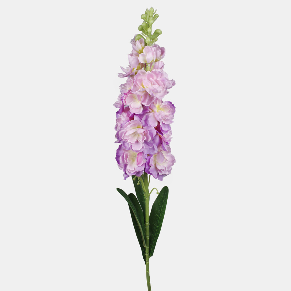 Delphinium, Violet L019-05