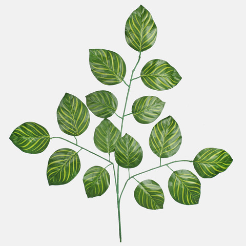 Calathea F211