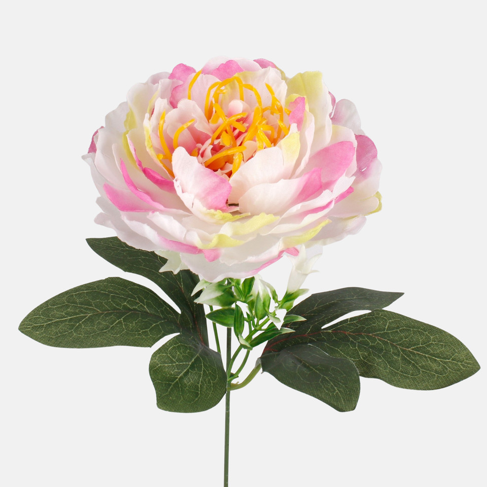 Peonia, Cream/Lt. Green/Pink Edge G437-01