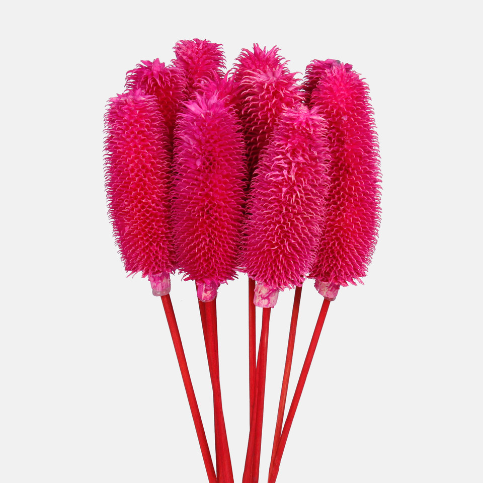 Oset, Pink Y607-06