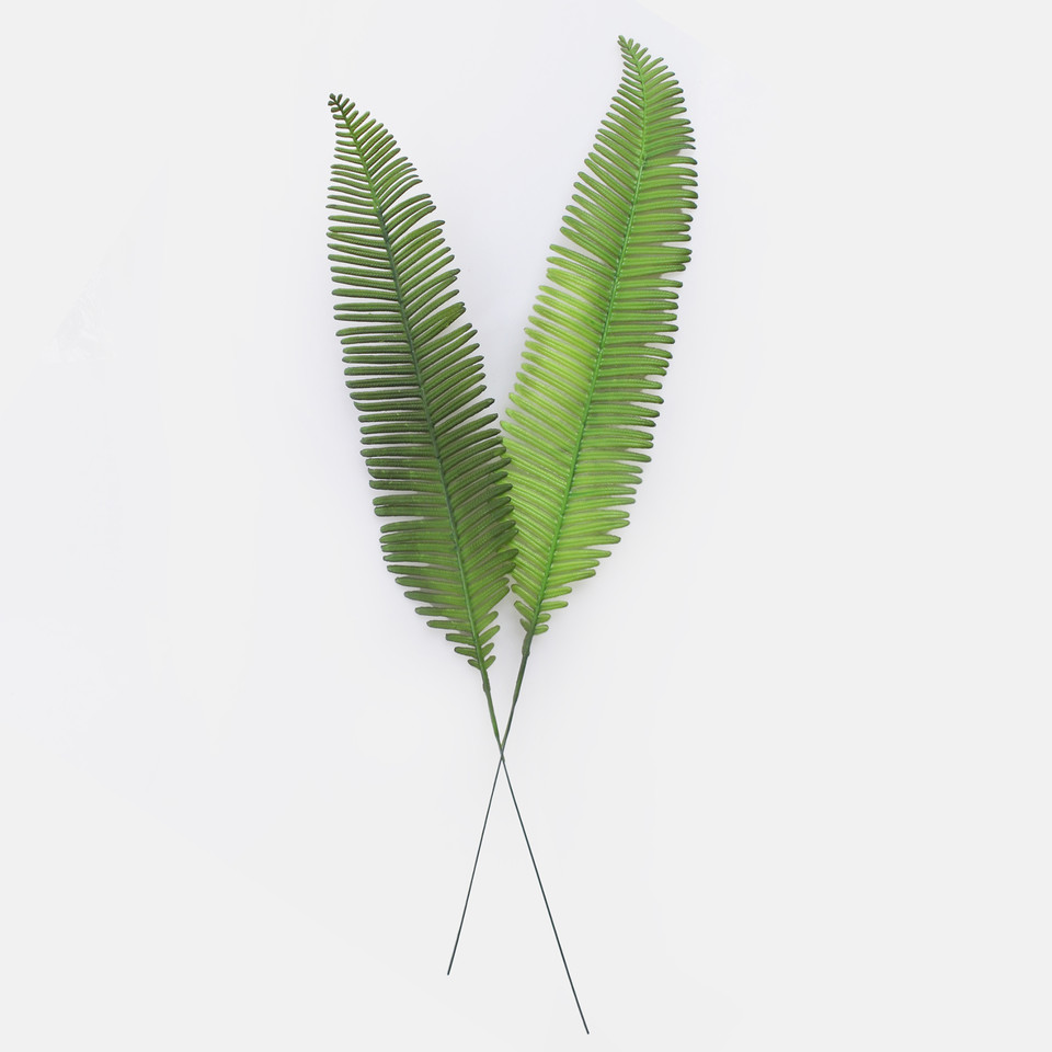 Fern, Green A664-01