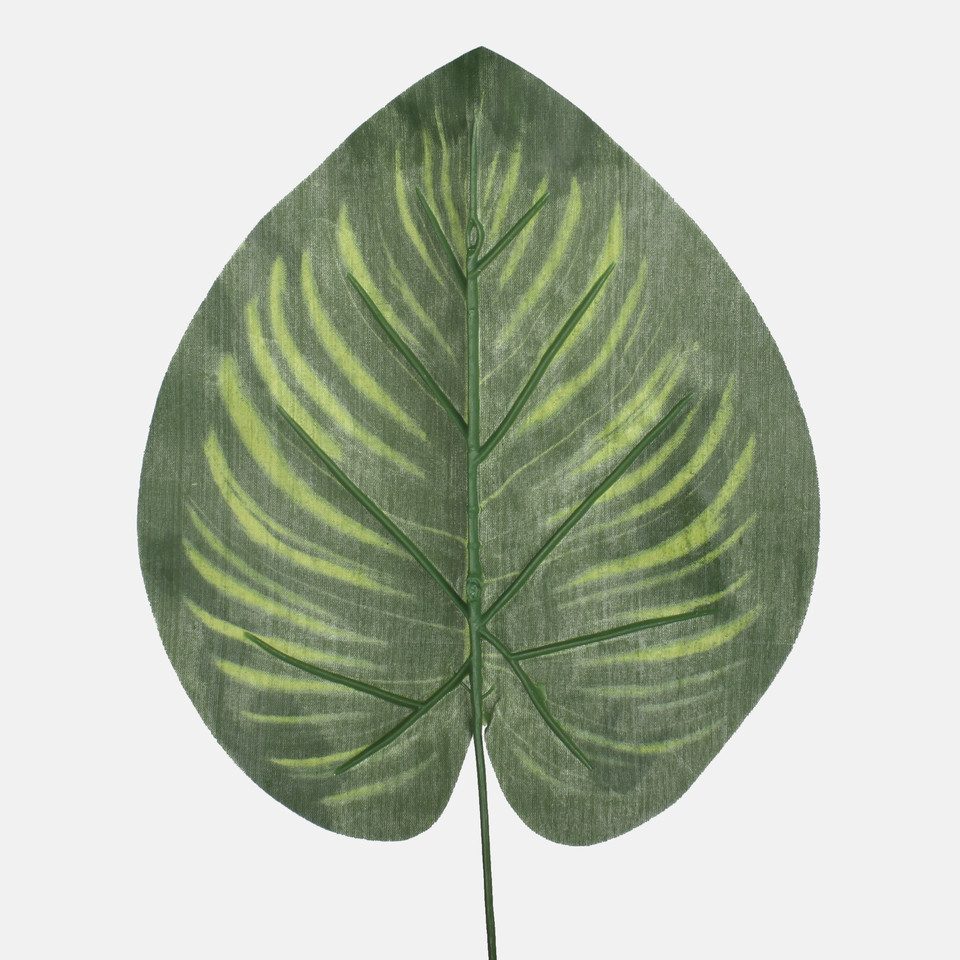 Philodendron leaf, Green A687