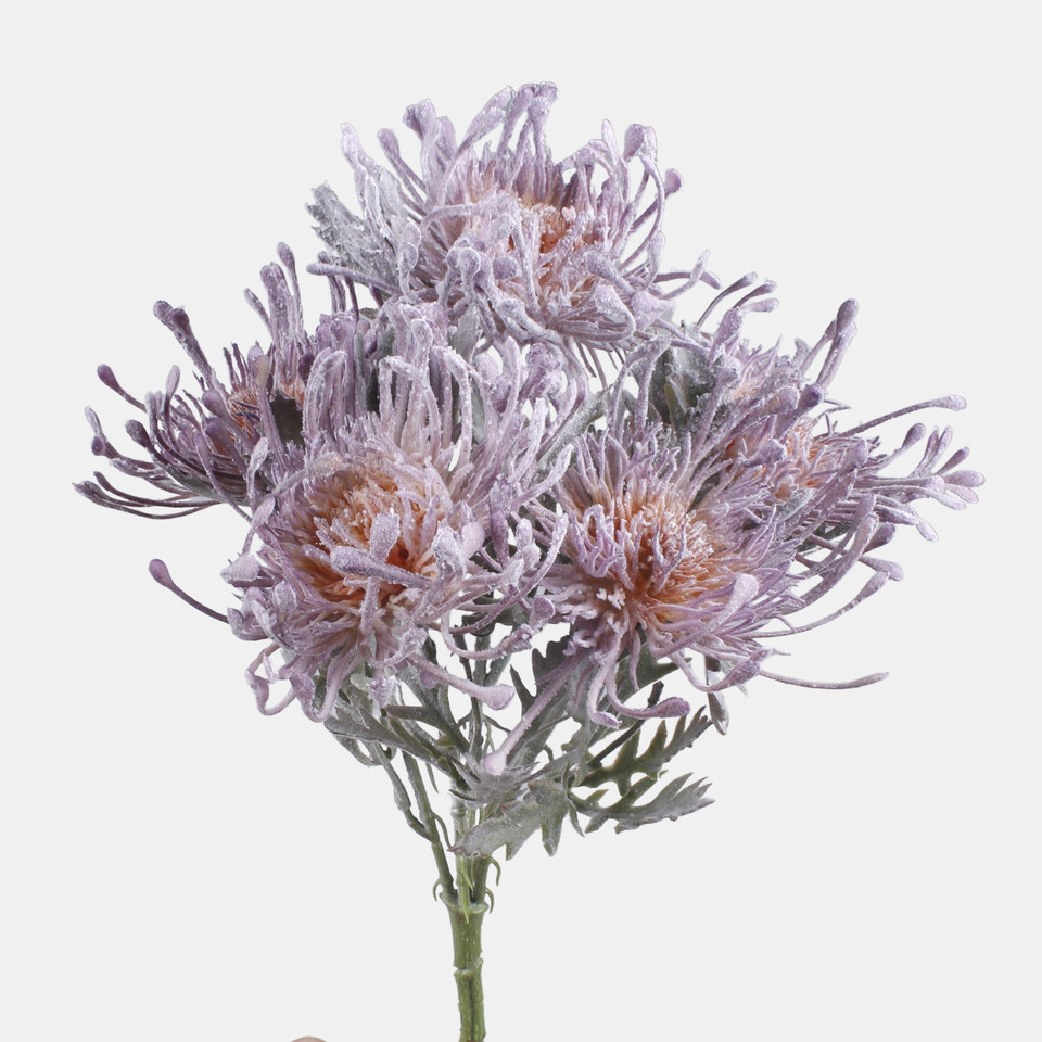 Protea x 5, Dk. Lilac QA200-06