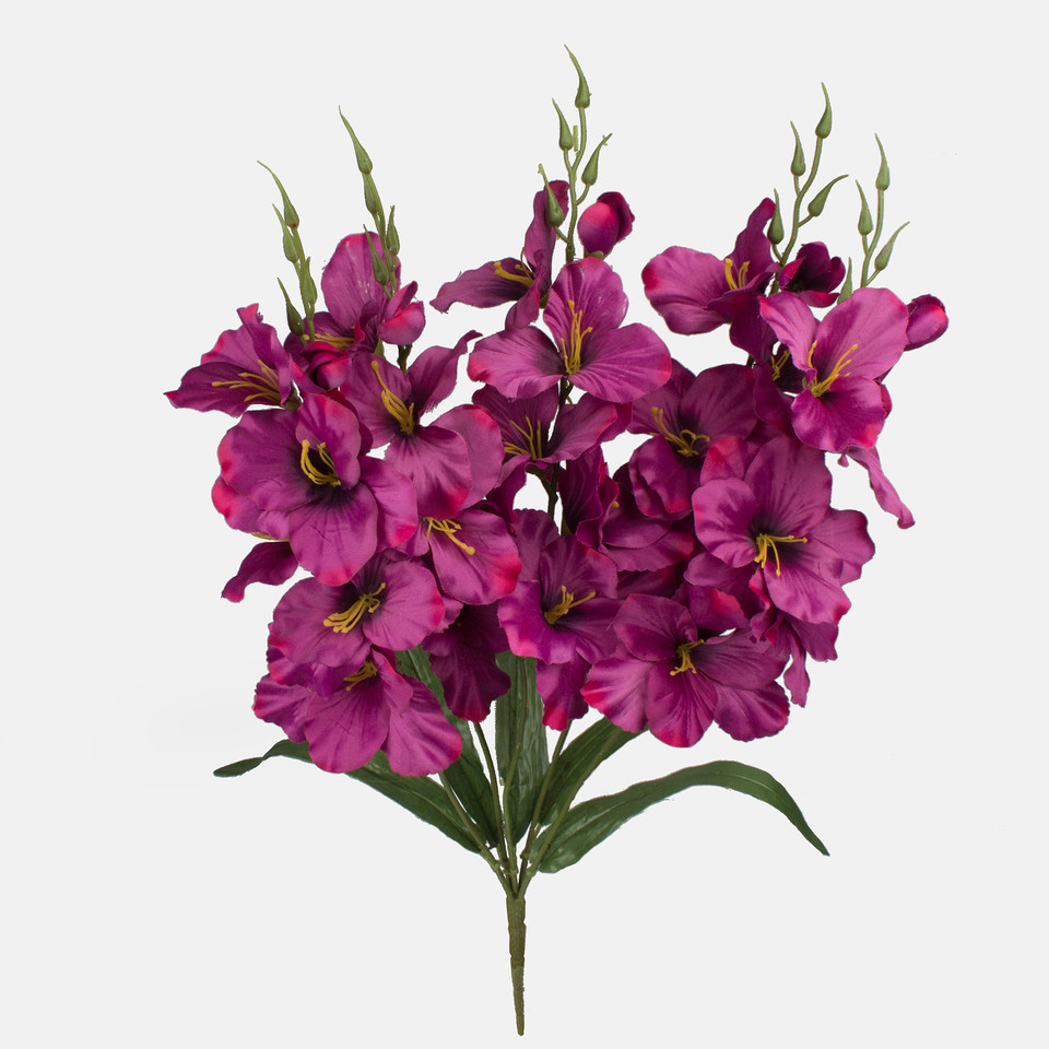 Gladiolus x 5, Mix 2 Q998-02