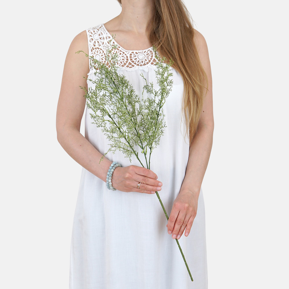 Asparagus A721