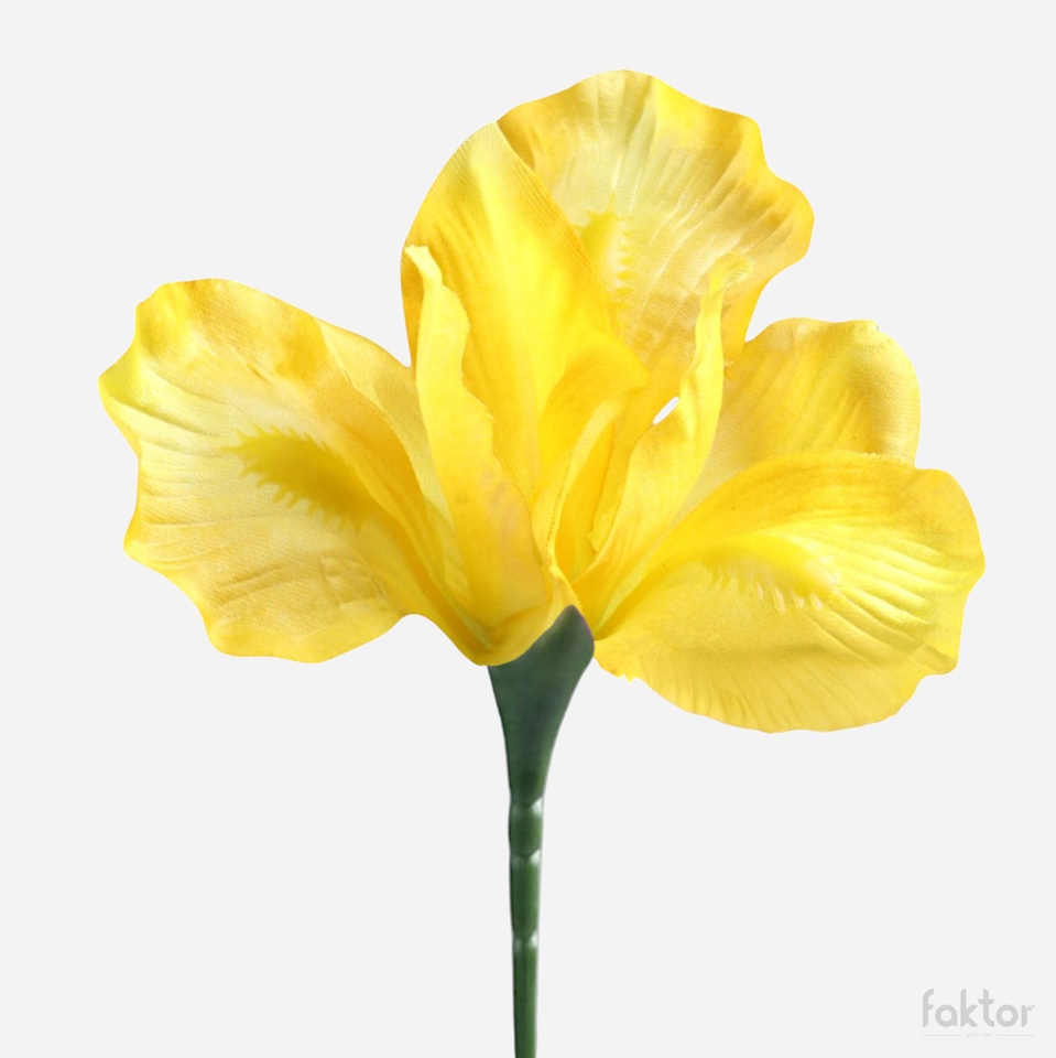 Iris, Yellow G142-05
