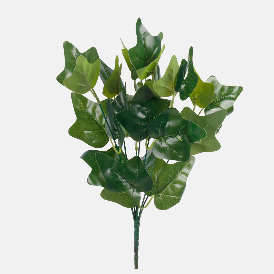 Hedera, Green Z093