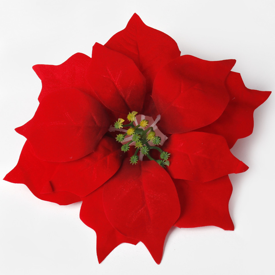 Poinsecja, Red W717S-01