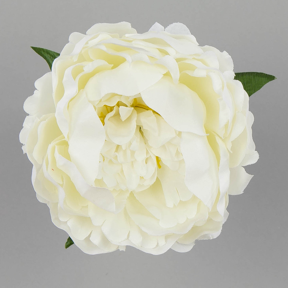 Peonia – główka, cream B11-15