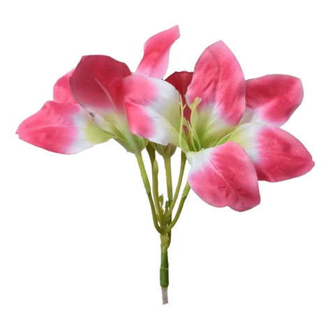 Amarylis, Pink W168-04
