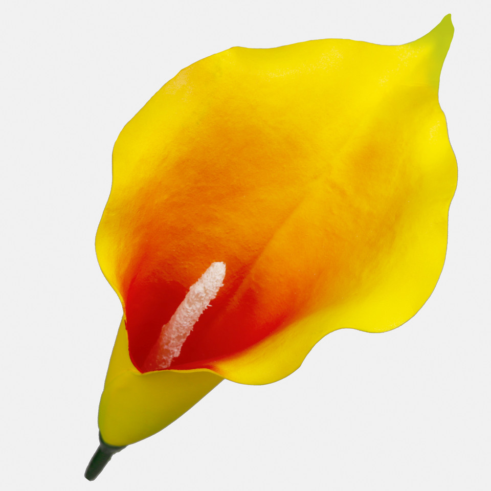Calla, Yellow/Orange/Green W713-10