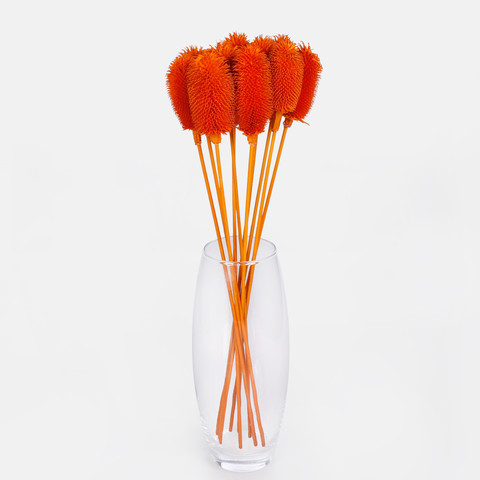Dried natural thistle, Orange Y607-04