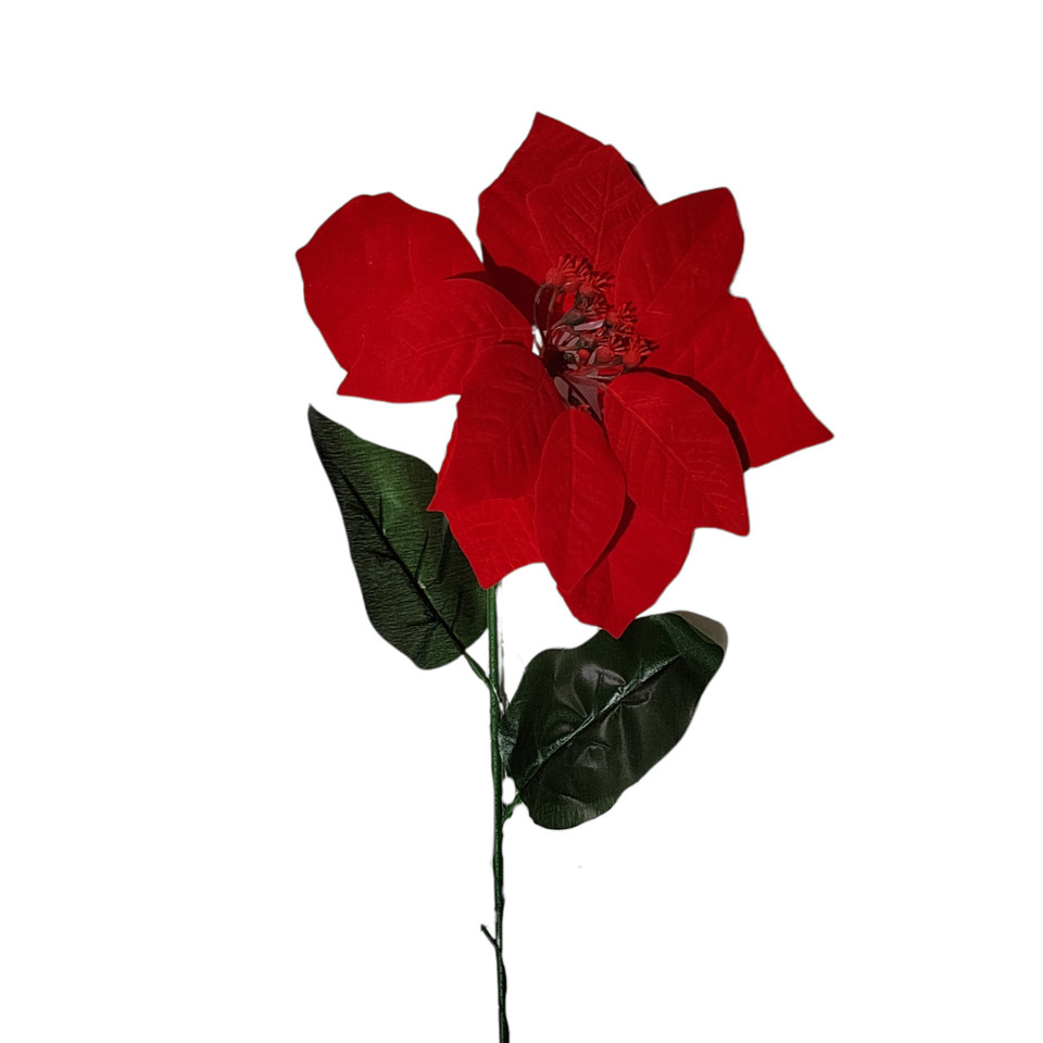 Poinsecja, Red X396-00