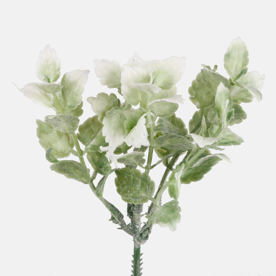 Mint, Mix 1 A317-01