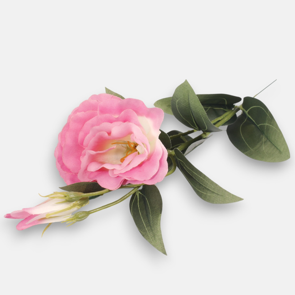 Eustoma, Pink G426-06