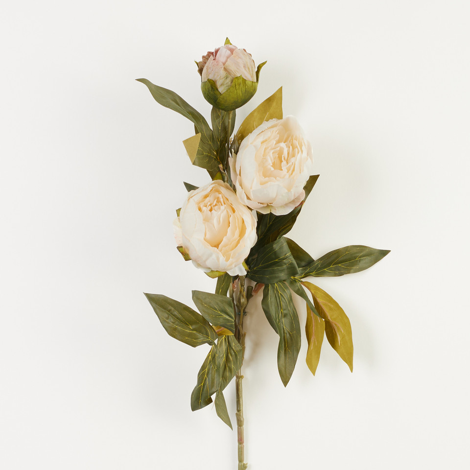 Peonia – gałązka x3, 01 B38-01