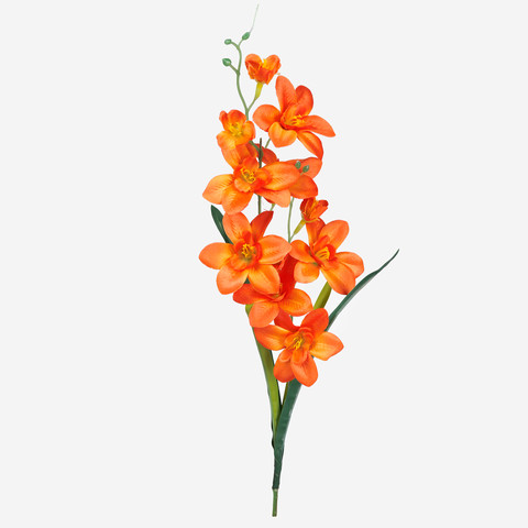 Storczyk satynowy z liściem, Orange G284-07