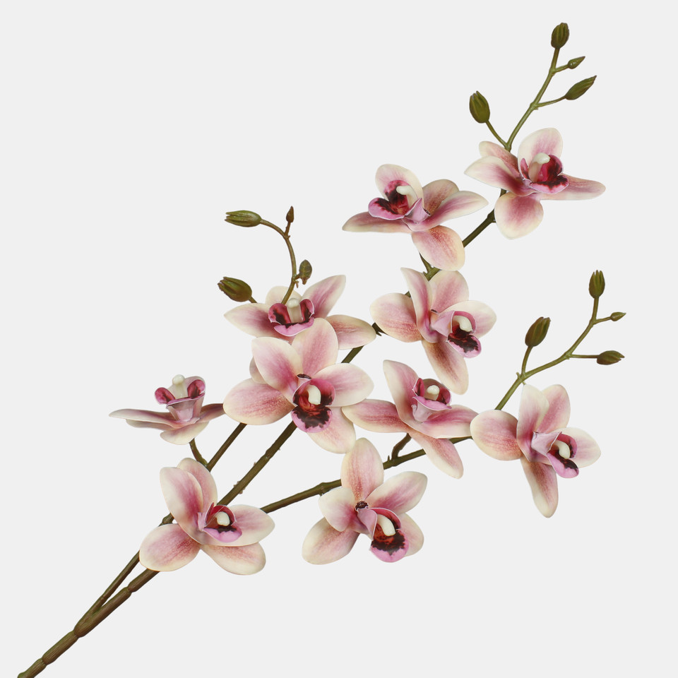 Orchid, Autumn Pink L803L-04