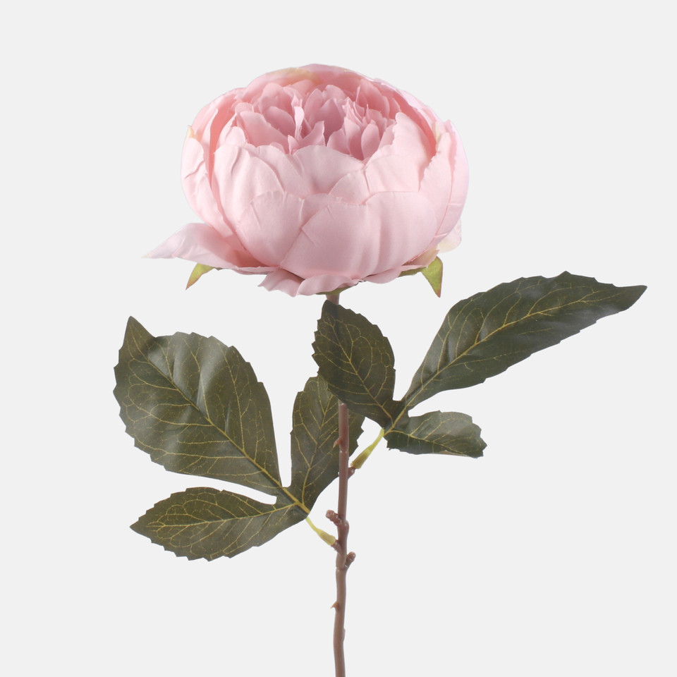Peonia, Lt. Pink/Lt. Green Edge G472-04