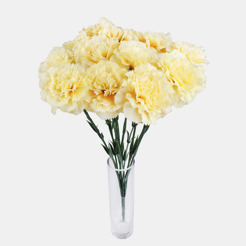 Carnation, Yellow G392-03