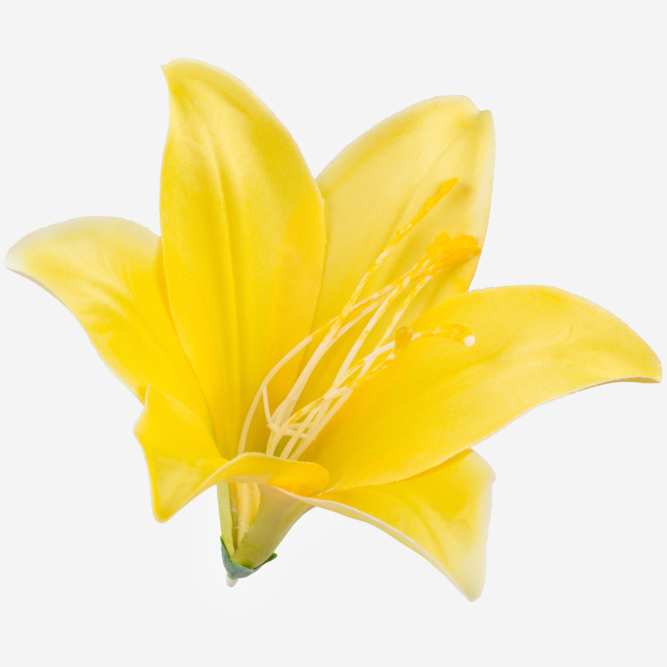 Lilia satynowa, Yellow W374-09
